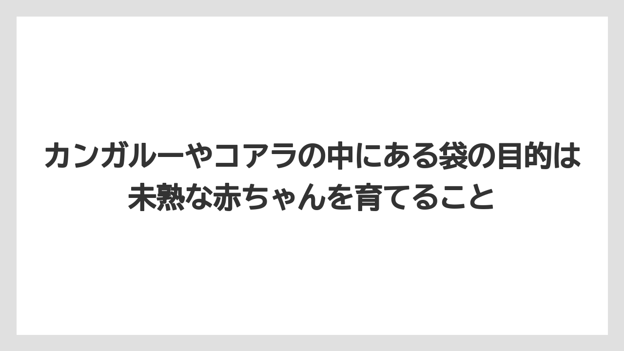 【リゾート】【宿泊】【旅】カンガルーやコアラの中にある袋の目的は未熟な赤ちゃんを育てること