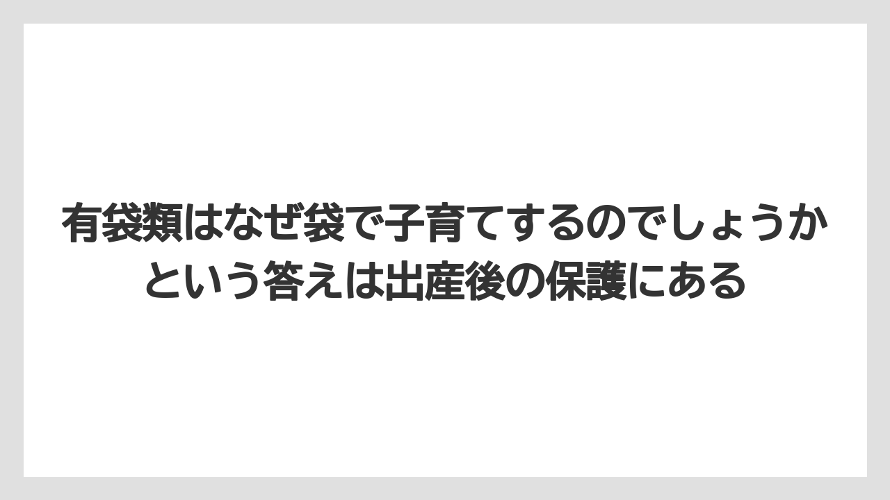 【リゾート】【宿泊】【旅】有袋類はなぜ袋で子育てするのでしょうかという答えは出産後の保護にある